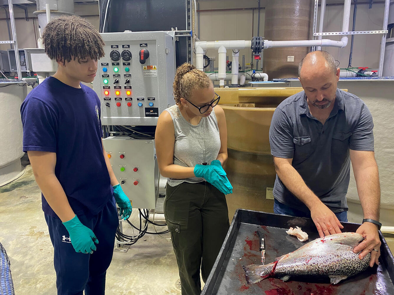 A male and female observe a scientist performing a procedure on a large salmon