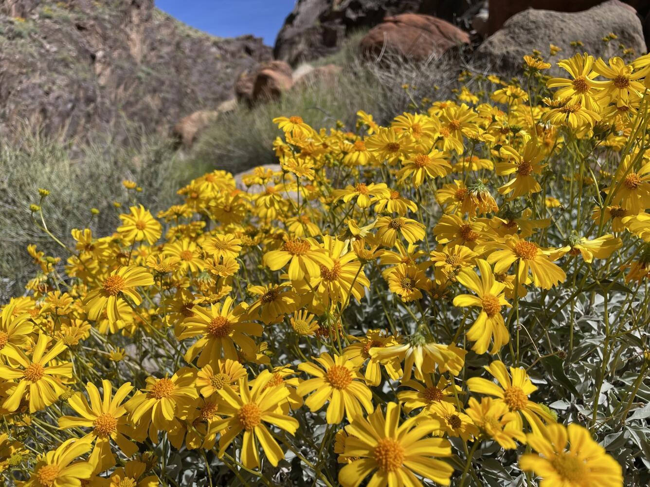 Bright yellow brittlebush flowers in full sunlight in Grand Canyon