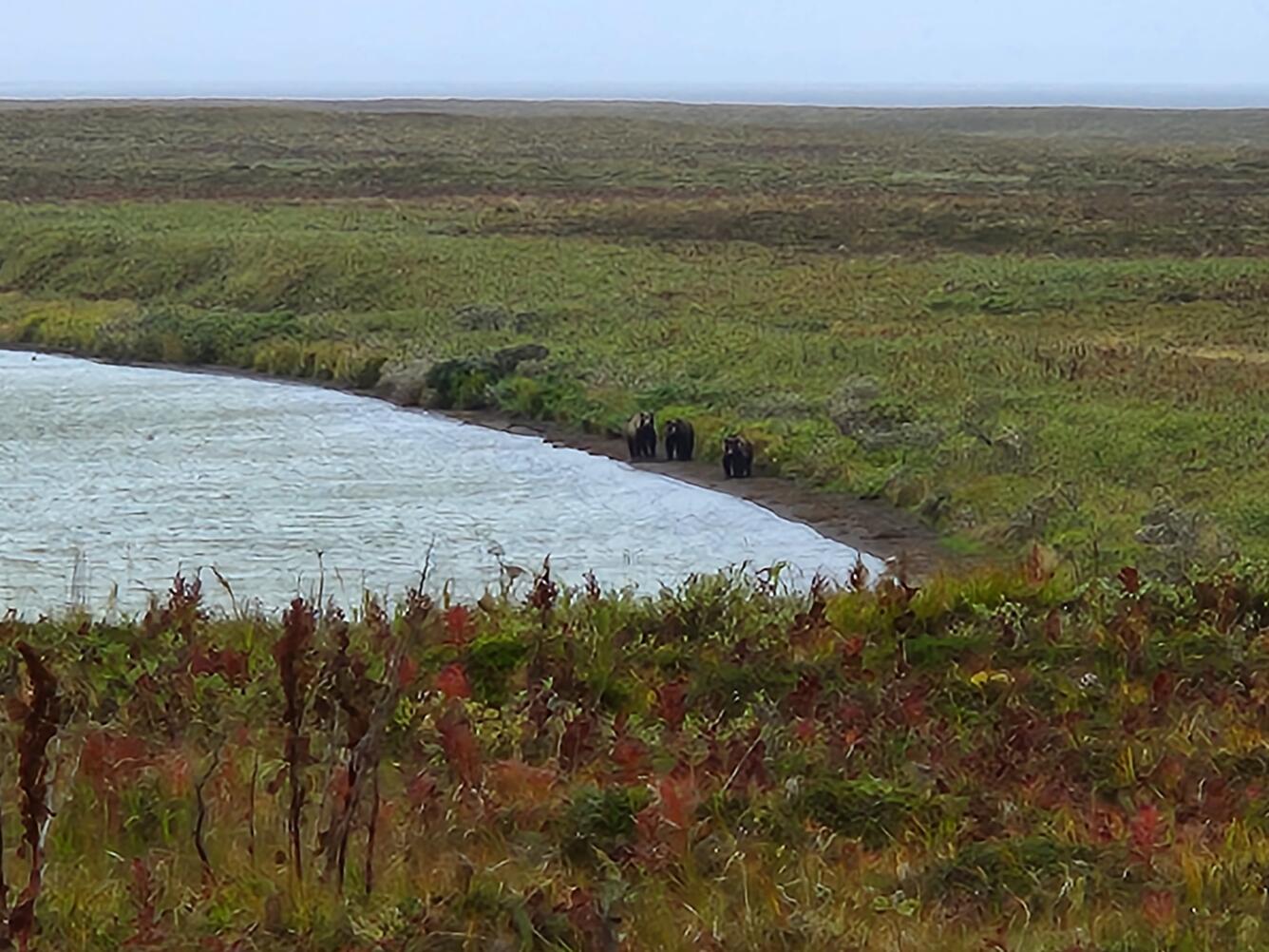 Brown bear sow and cubs walk along shoreline of lake in Izembek National Wildlife Refuge