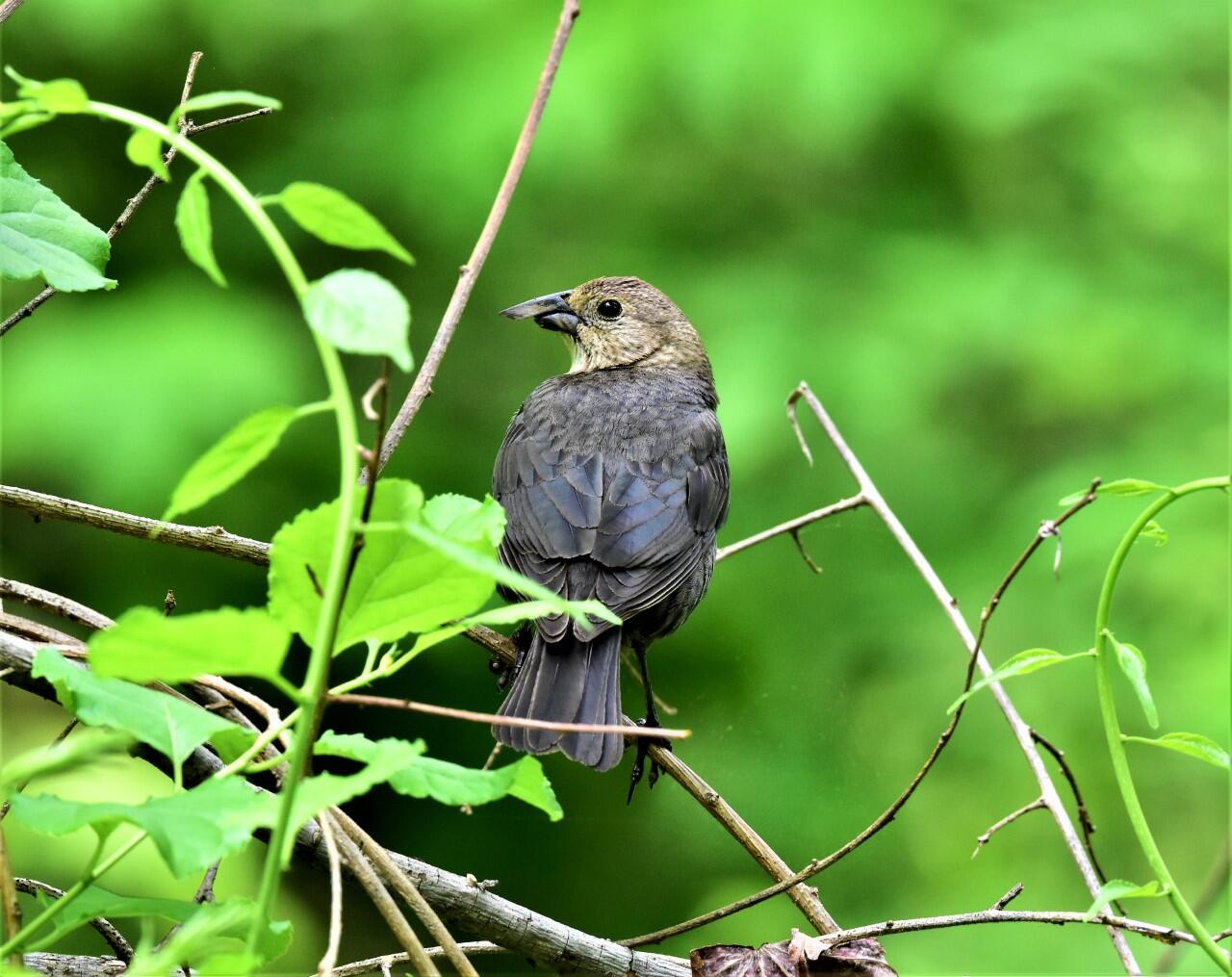 Black and brown bird with elongated black bill perched in a green shrub.