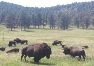 Several bison laying and eating in a grassy field in Custer State Park, SD