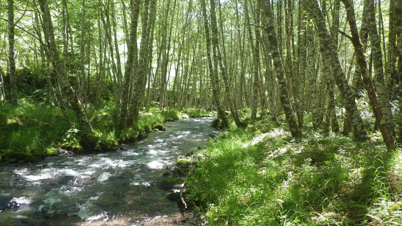 Creek flowing through a forest