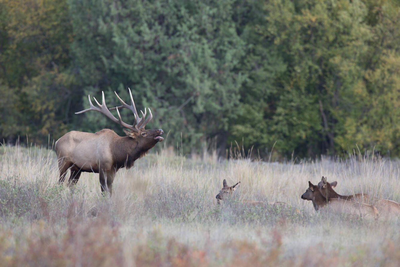 A bull elk with a large set of antlers bugles as female elk rest nearby in tall grass, with conifers in the background