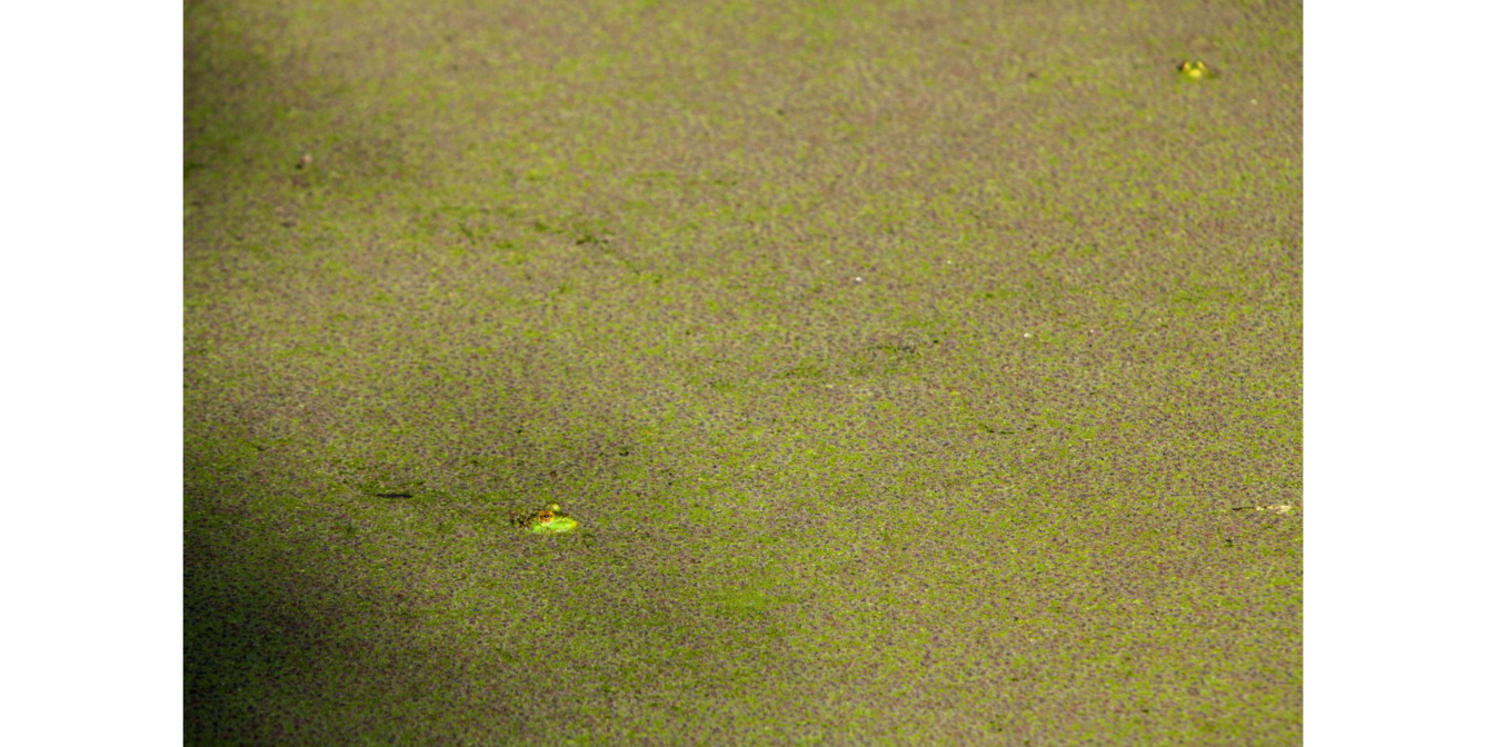 A frog pokes its head out of water completely covered in small green floating vegetation