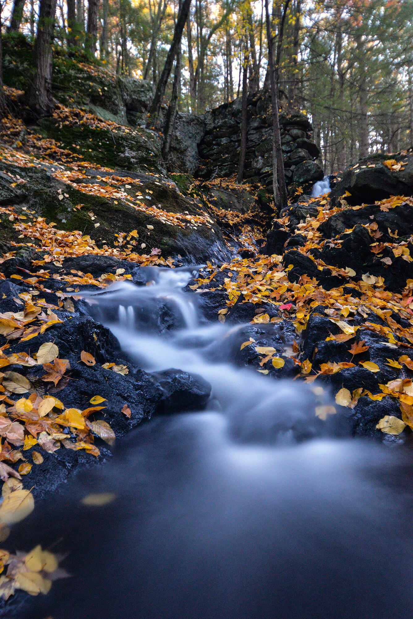 Stream with leaves on the banks