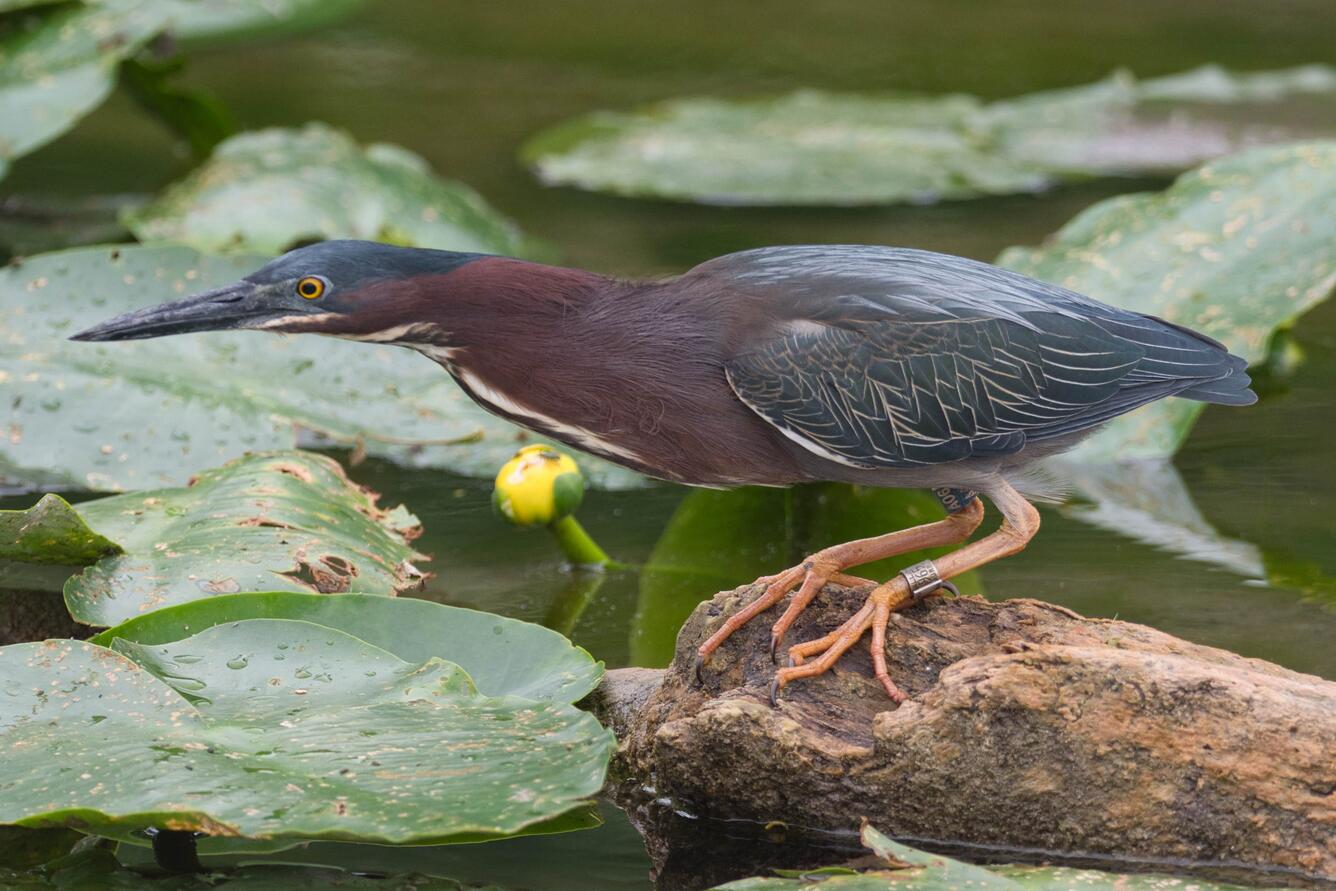 A Green Heron, wearing a silver leg band and a blue leg band, crouches on a log. 