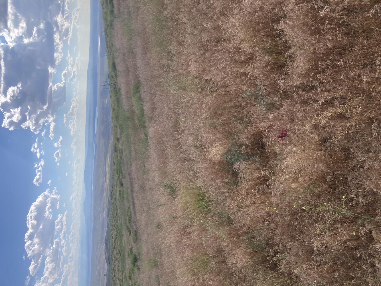 A sea of brown grass with interspersed green vegetation on top of a hill