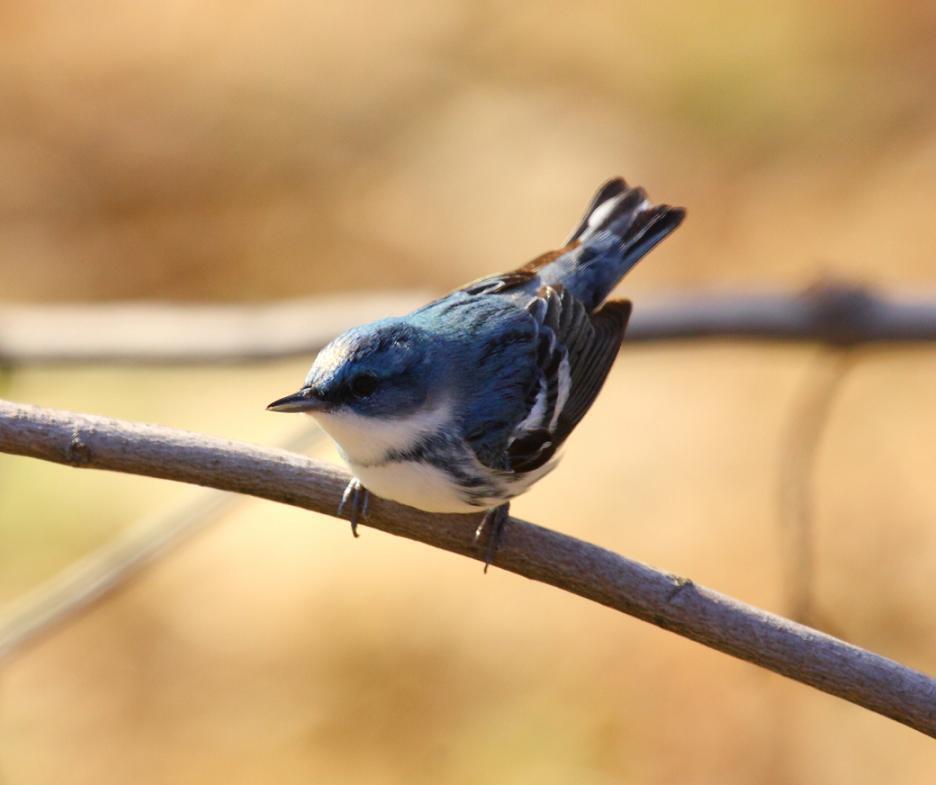 A small blue, black and white songbird perched on a single branch. 