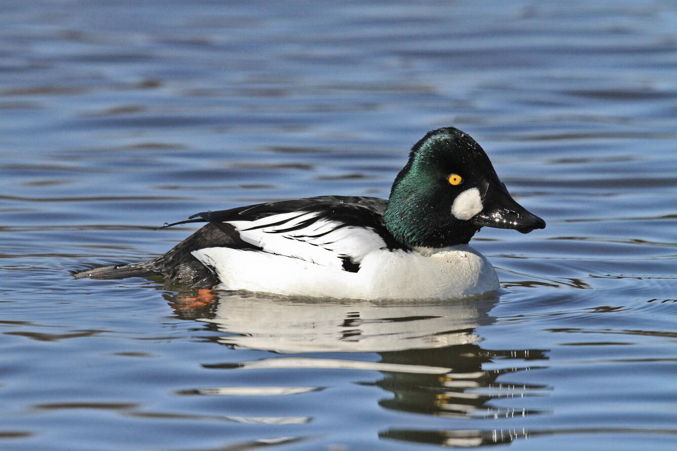 White and black duck with a green head and white cheek patch.
