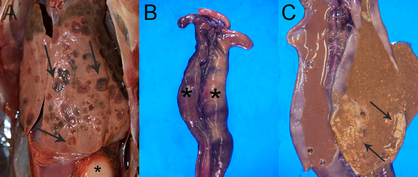 Photographs of liver and ceca from a dead wild turkey.