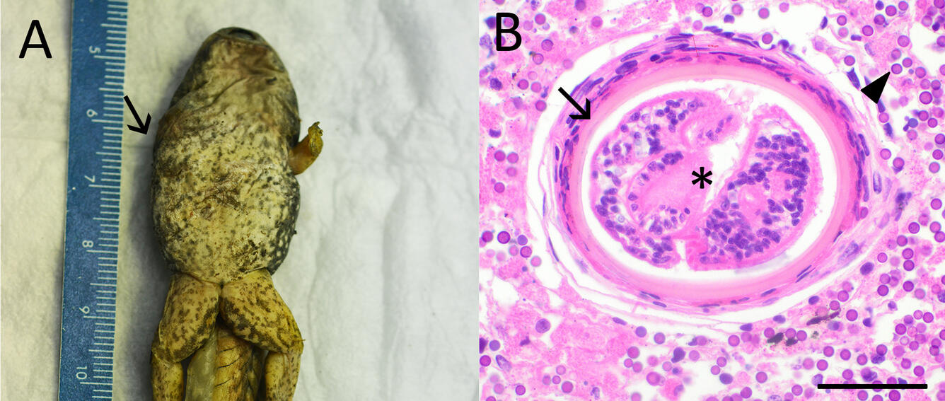 (A) Photograph of a Gosner stage 42 bullfrog. (B) Photomicrograph of a trematode (asterisk)