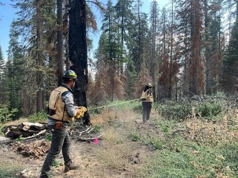 Scientists in hard hats and vest among charred and uncharred trees, grass and pink flag on ground. Blue skies in background.