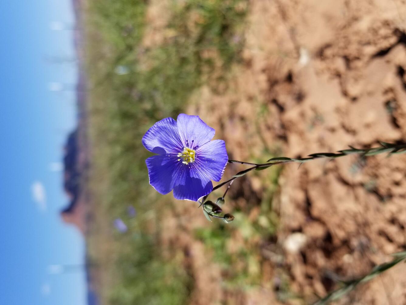 Lewis Flax or Blue Flax (Linum lewisii) flower, with a desert landscape in the background