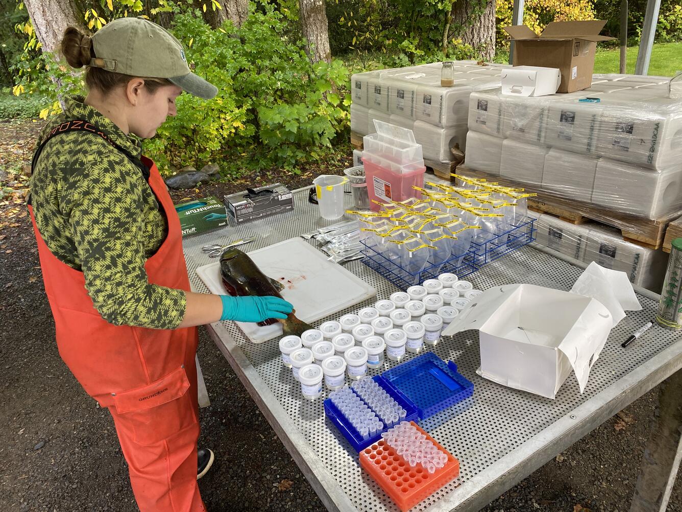 Scientist examining a fish