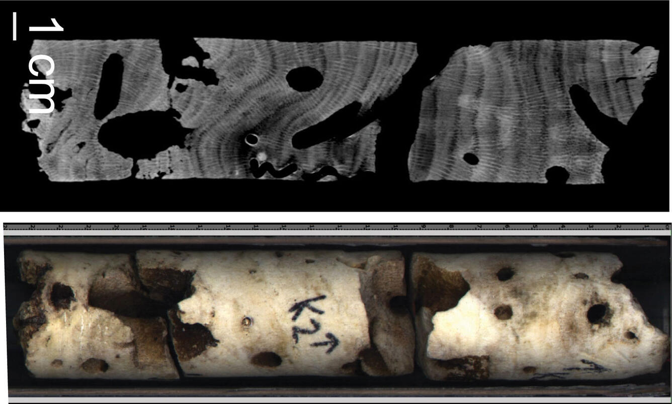 Image shows an x-ray of a core section of coral, alongside the actual core.