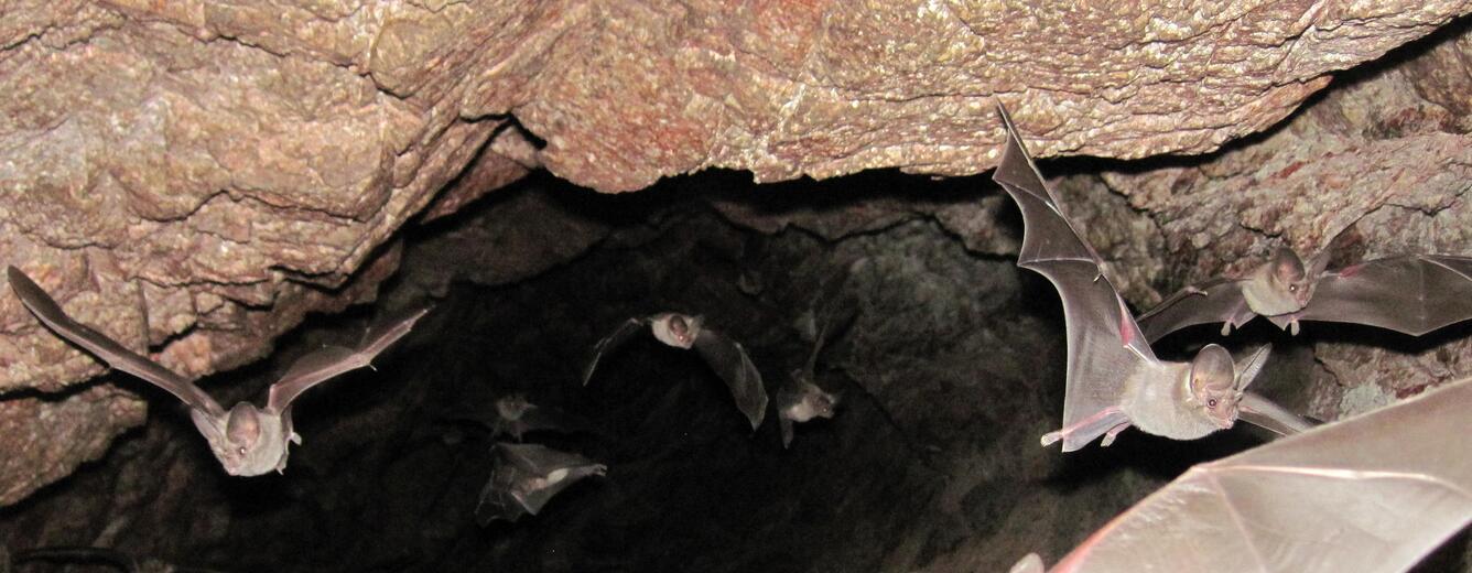 California leaf-nosed bats (Macrotus californicus) flying in a cave.