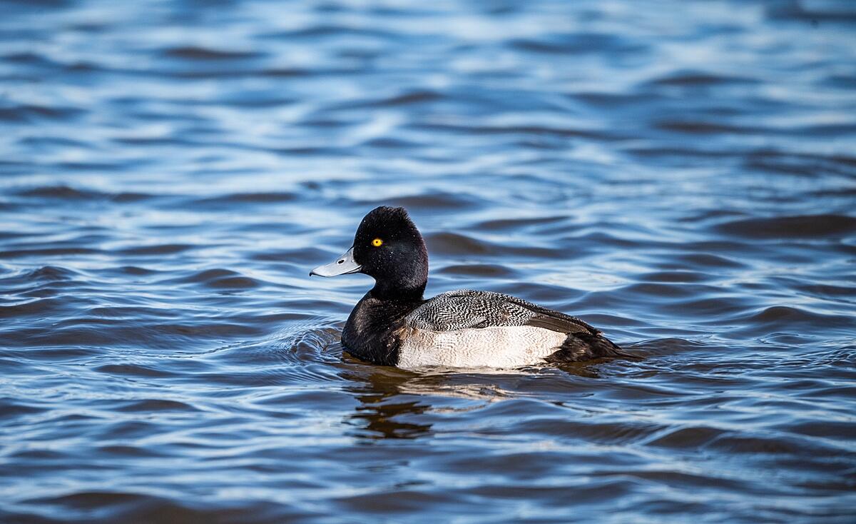 A black duck with white feathers, light blue bill and a yellow eye floats on the water.