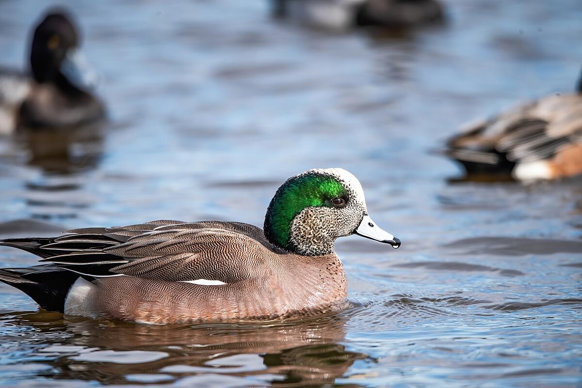 A brown duck with a bright green and white head and a while bill outlined in black floats on the water