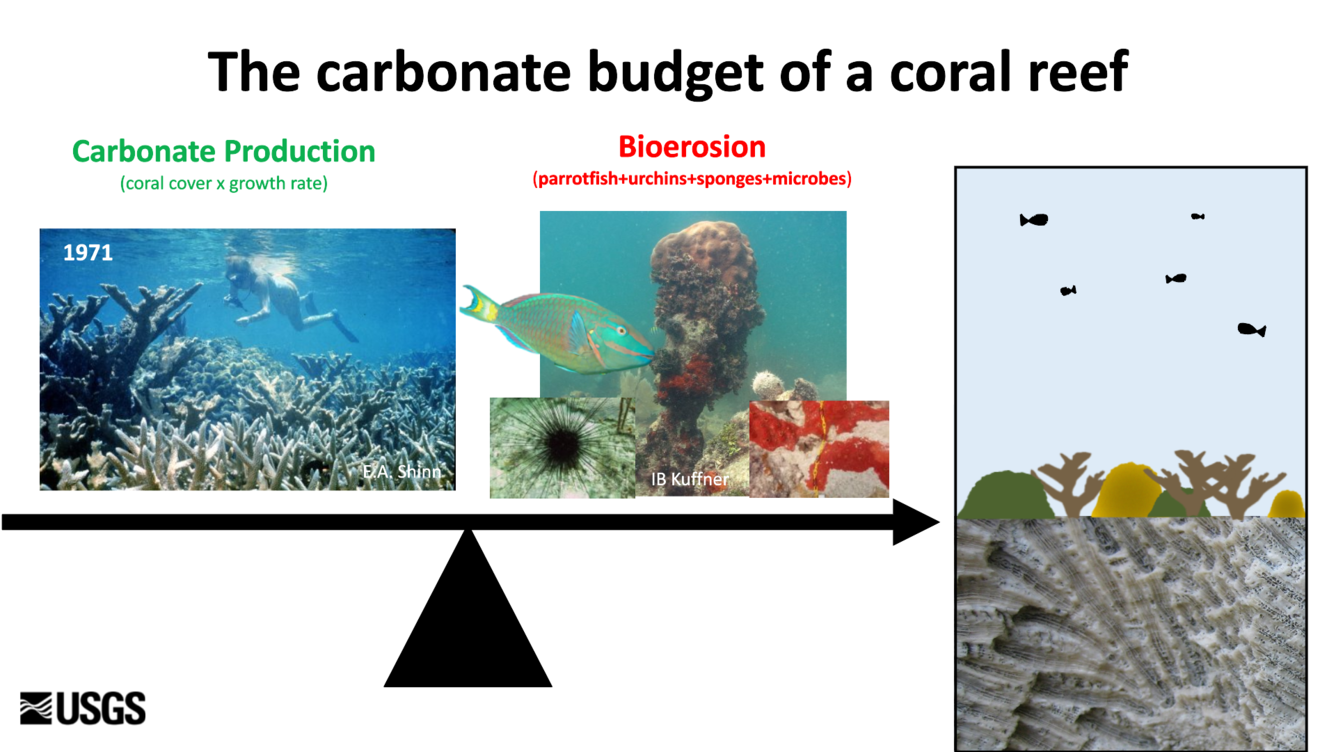 a scale balancing coral carbonate production, and bioerosion