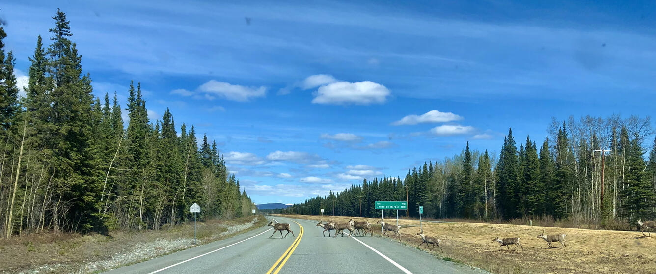 photo of a road cutting through a forest, partly cloudy skies, caribou crossing the road