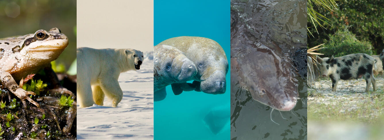 Images of a frog, white bear, manatee, fish, and pig