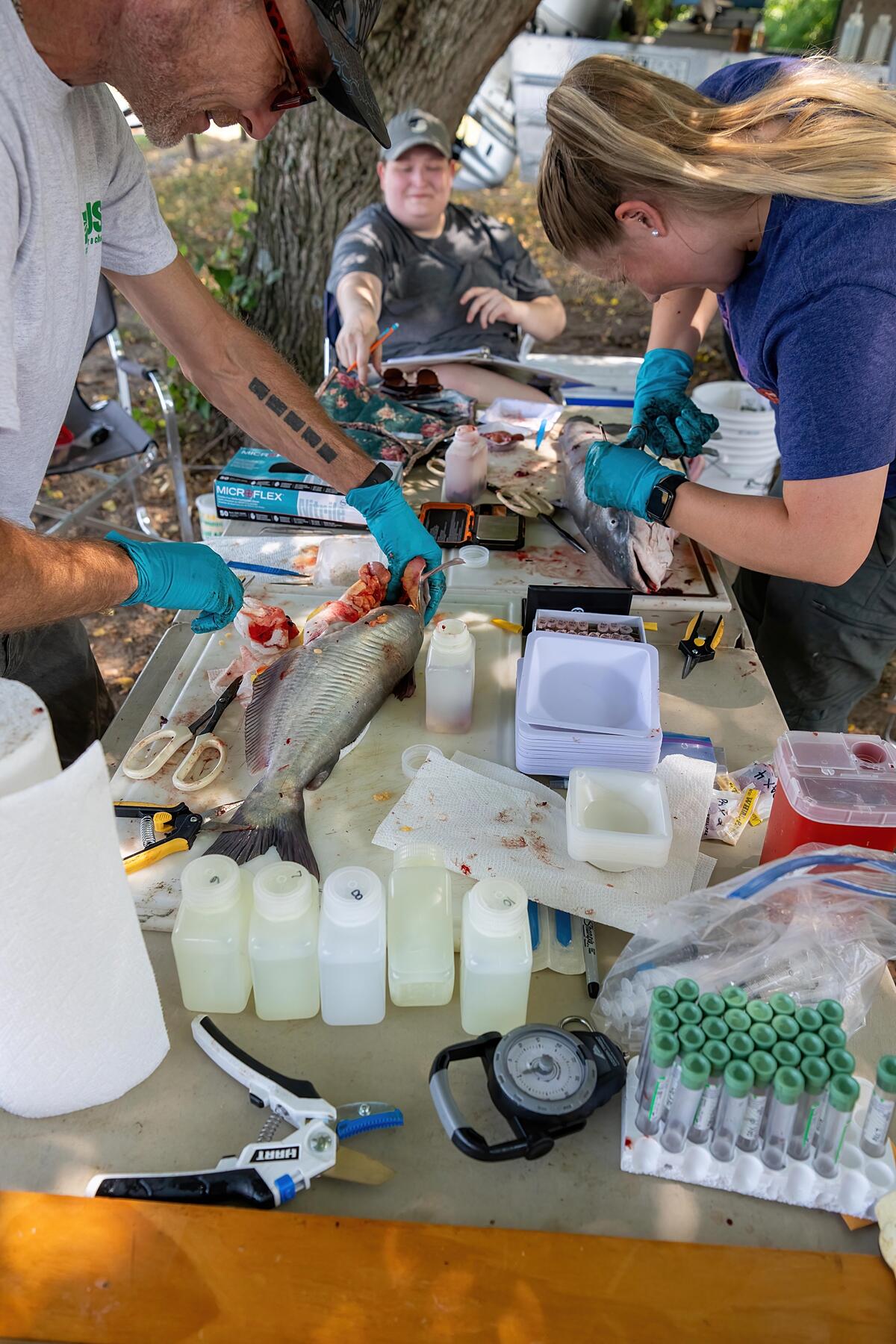 Two female and one male remove organs and tissue samples from two blue catfish on a table covered with research instruments a