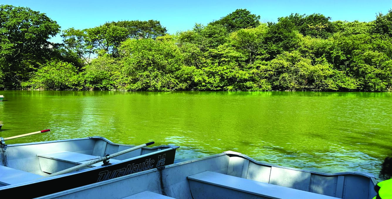 Photograph of the Lake in Central Park, NY under harmful algal bloom conditions