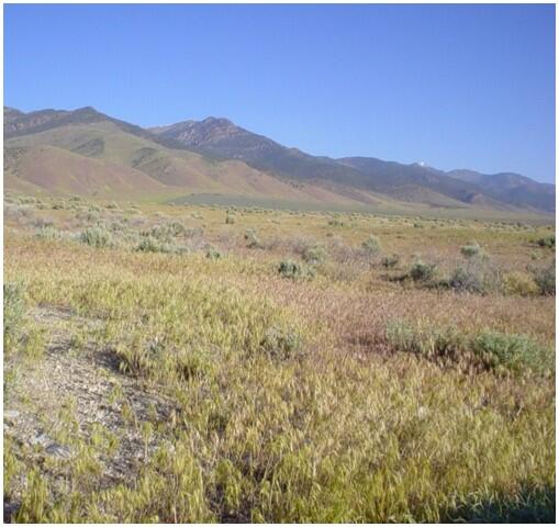 Cheatgrass in Eastern Nevada