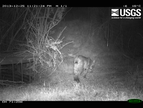 Time-elapsed photos of a bobcat in Chino Hills crossing CA-71 