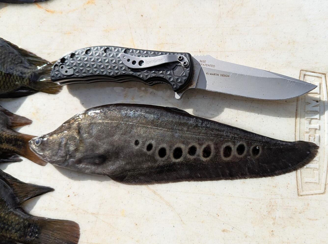 A fish with a knife next to it for scale
