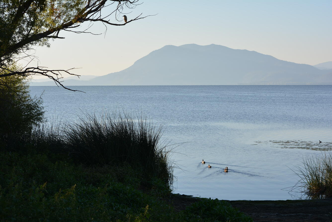 Three ducks in blue water