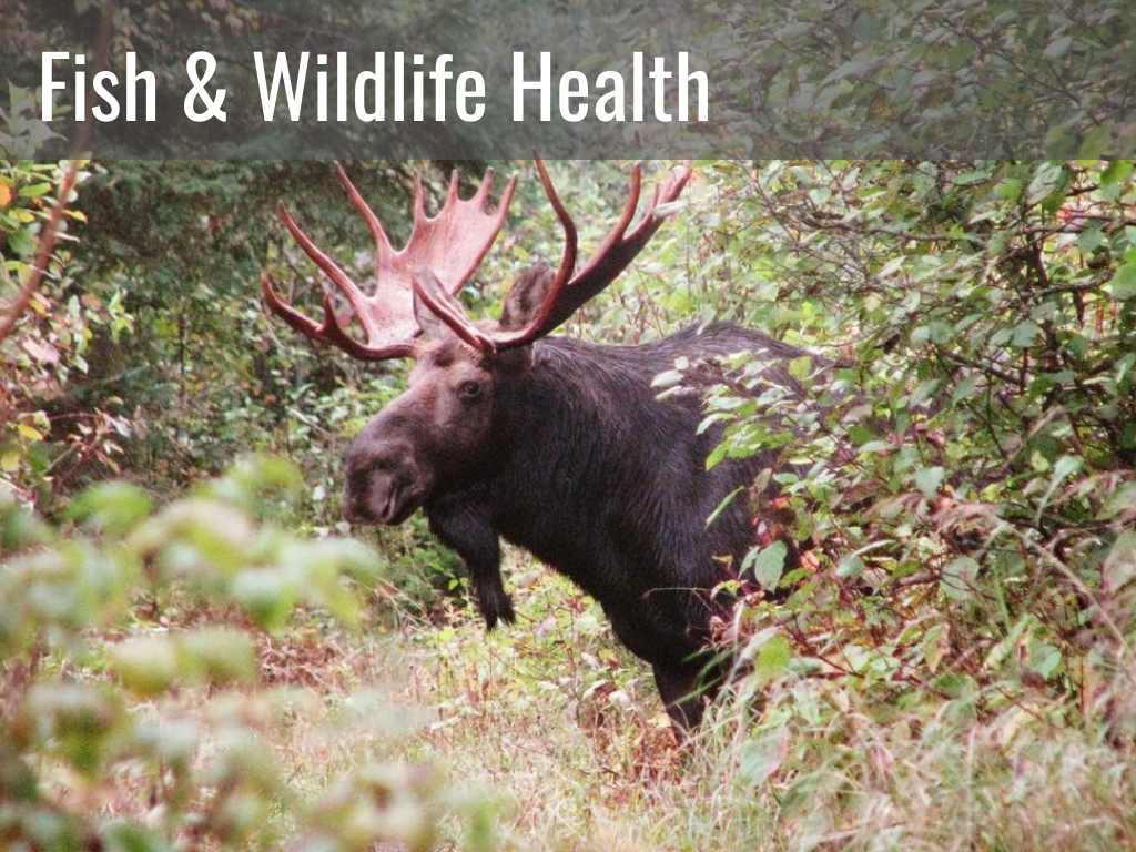 A large moose stands in a thicket of trees, with "Fish and Wildlife Health" written in upper left