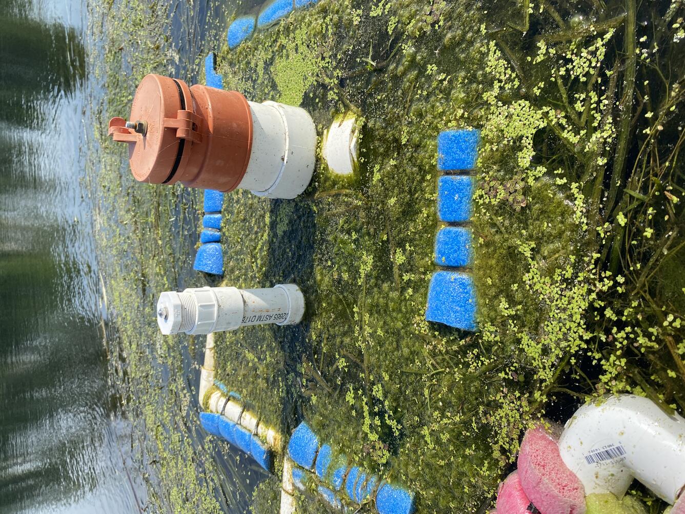 algae and aquatic vegetation on a float