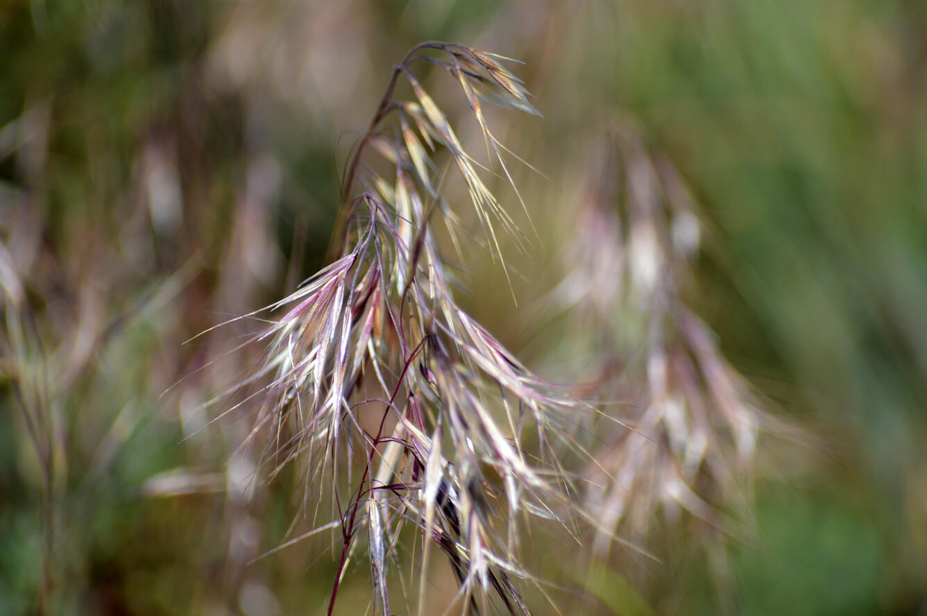 Photo of cheatgrass