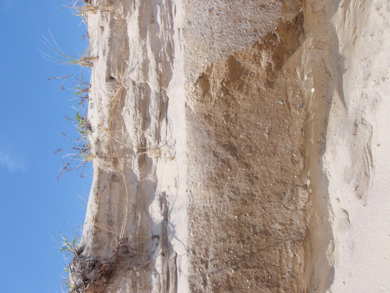 A close-up of an eroded ocean dune scarp