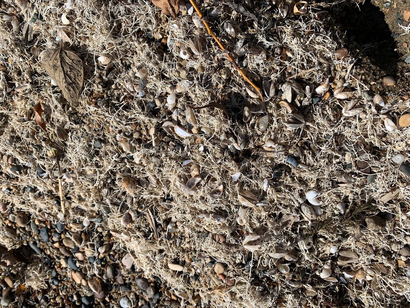 Close up photo of zebra mussels washed up on shore of small inland lake in Minnesota