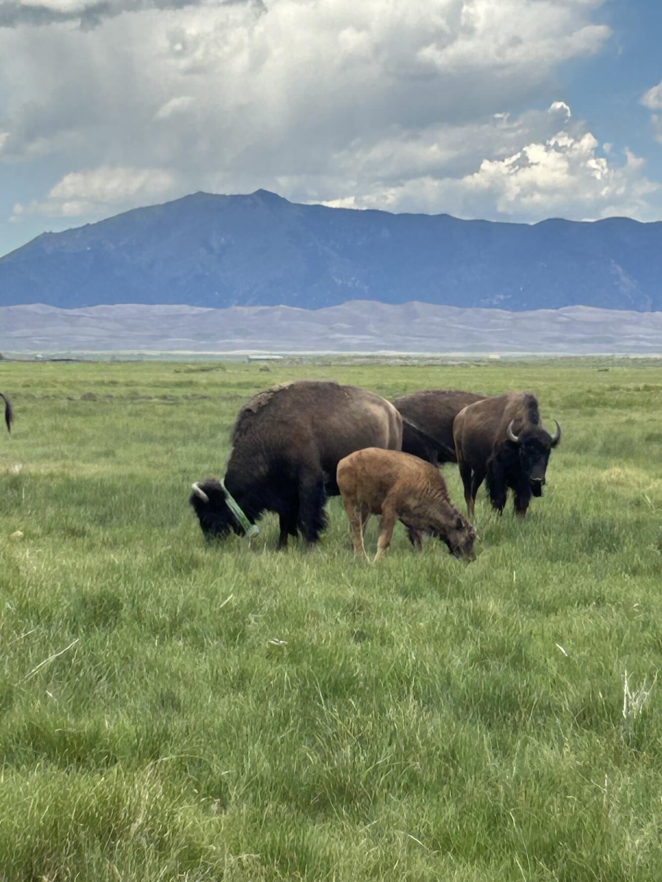 a few bison graze on green grass with mountains in the background. One bison has a green collar.