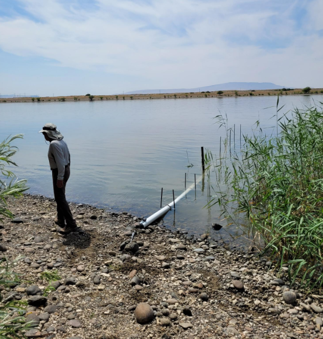 Columbia River at Tri-Cities HABs study