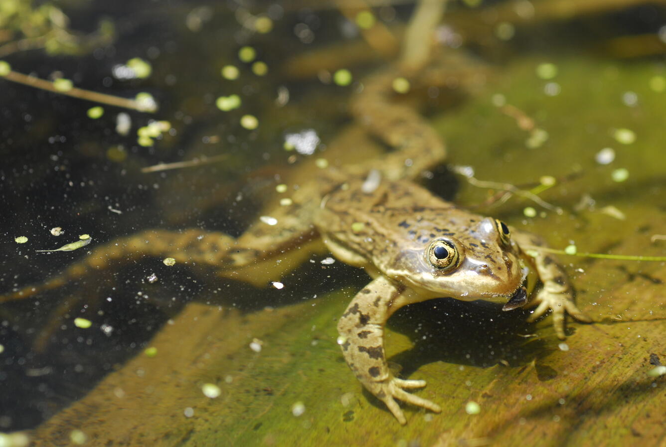 Columbia Spotted Frog partially submerged in the water