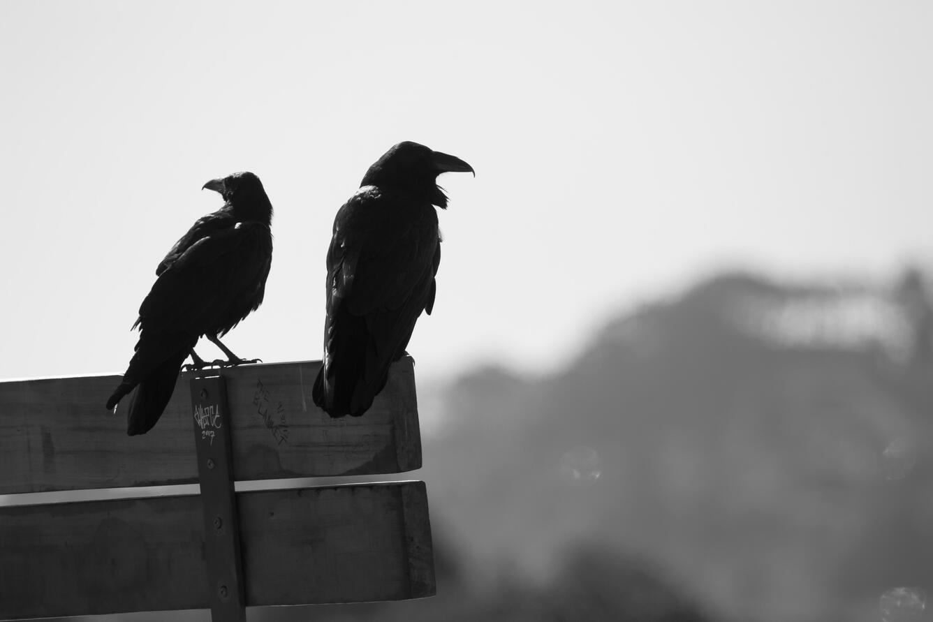 Two black birds with elongated beaks perched on a bench.