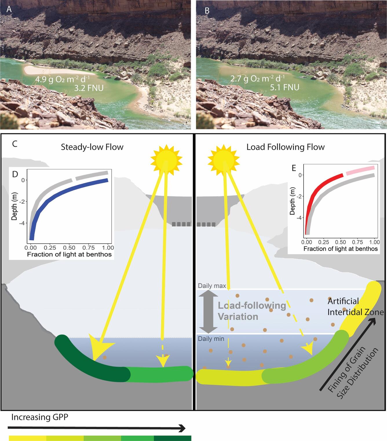 Conceptual diagram of primary production dynamics in the Colorado River