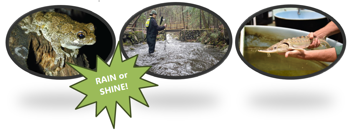 Image of a frog, a man standing the a river and a fish inside bubbles with a Rain or Shine message.
