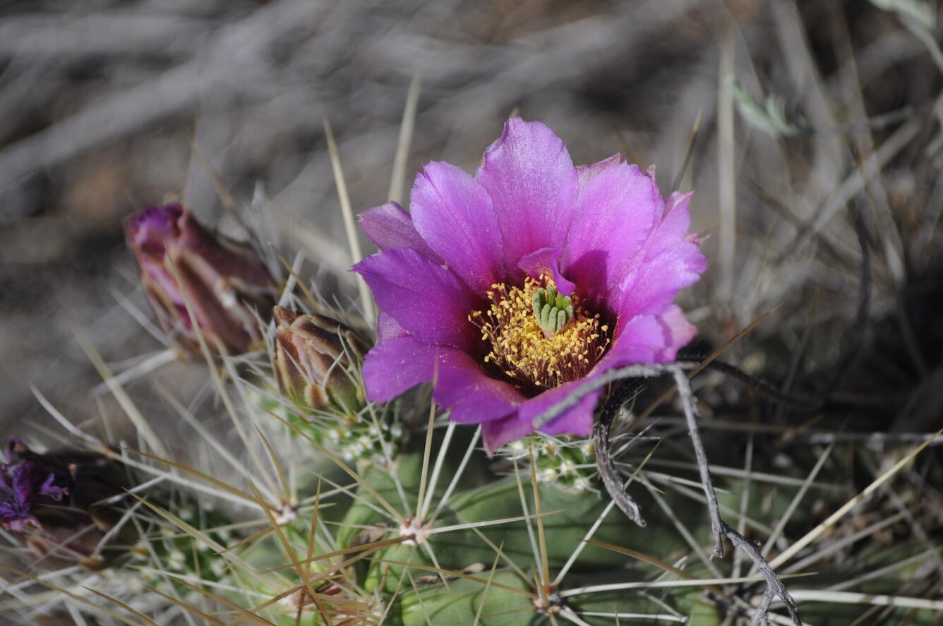 A pink flower on the top of a small, green cactus.