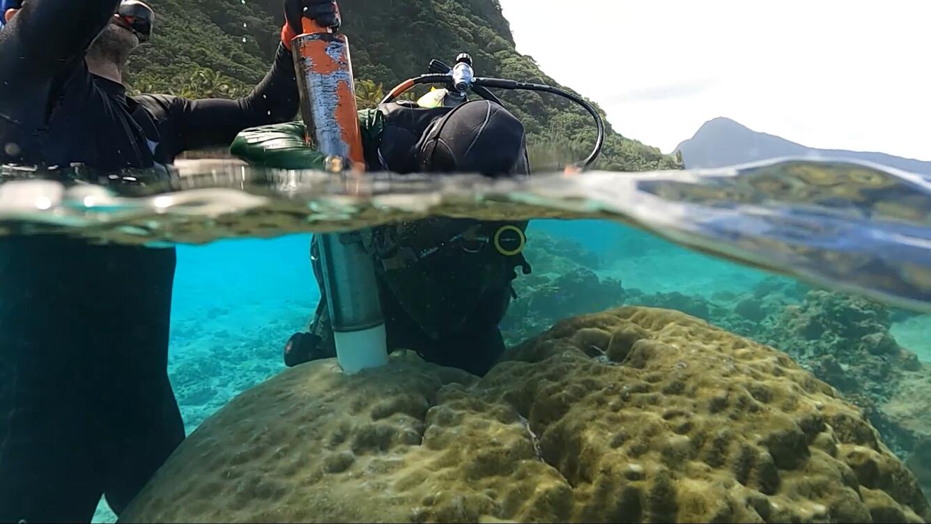 Scientist grabbing a core from a coral