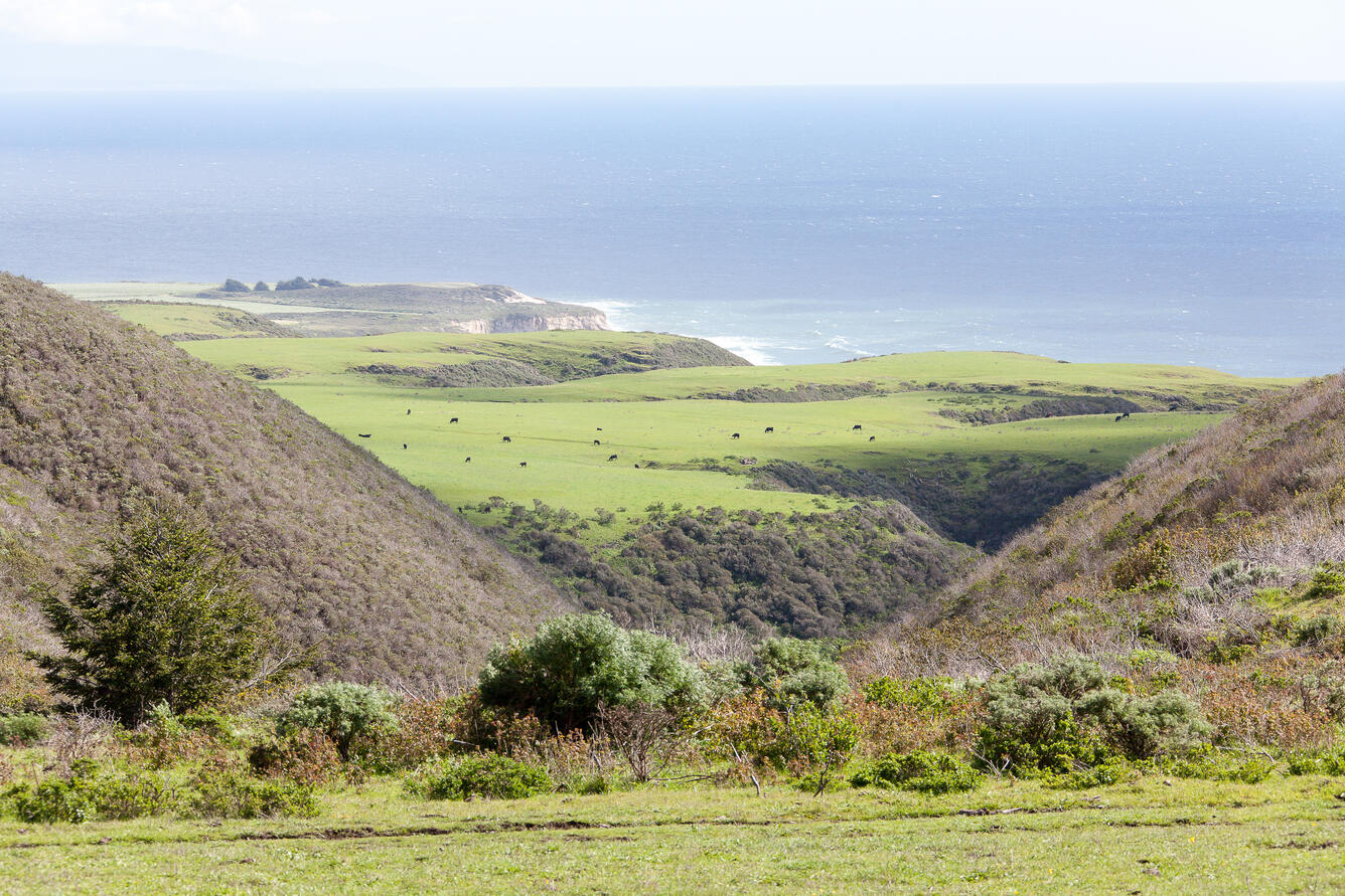 Photo of a hilly, green landscape with ocean in the background. Cows graze on the landscape.