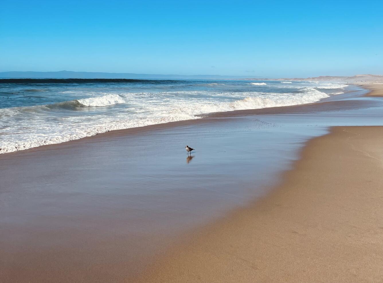 Sandy shoreline with bird standing on the wet sand
