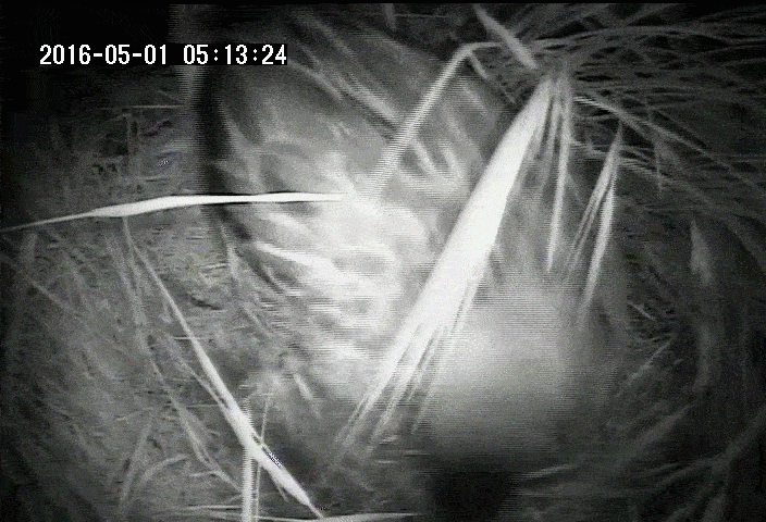 A duck covers her eggs with feathers