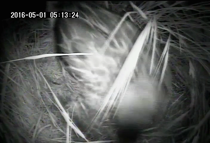 A mother duck uses her beak to cover her eggs with down and vegetation at night
