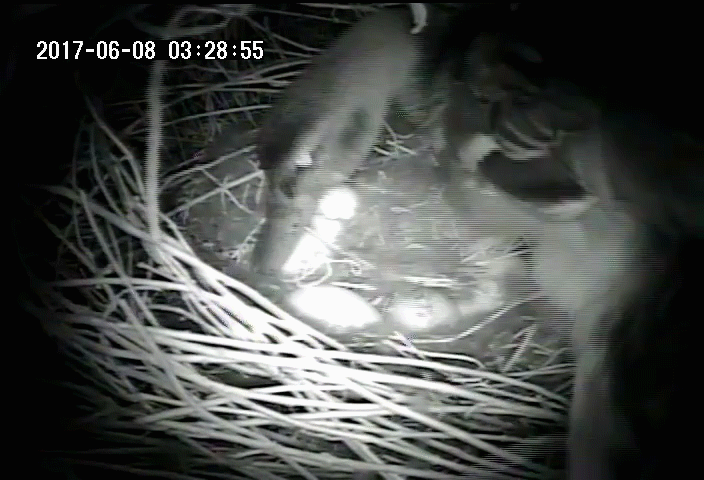 A mother duck uses her beak to cover her eggs with down and vegetation at night
