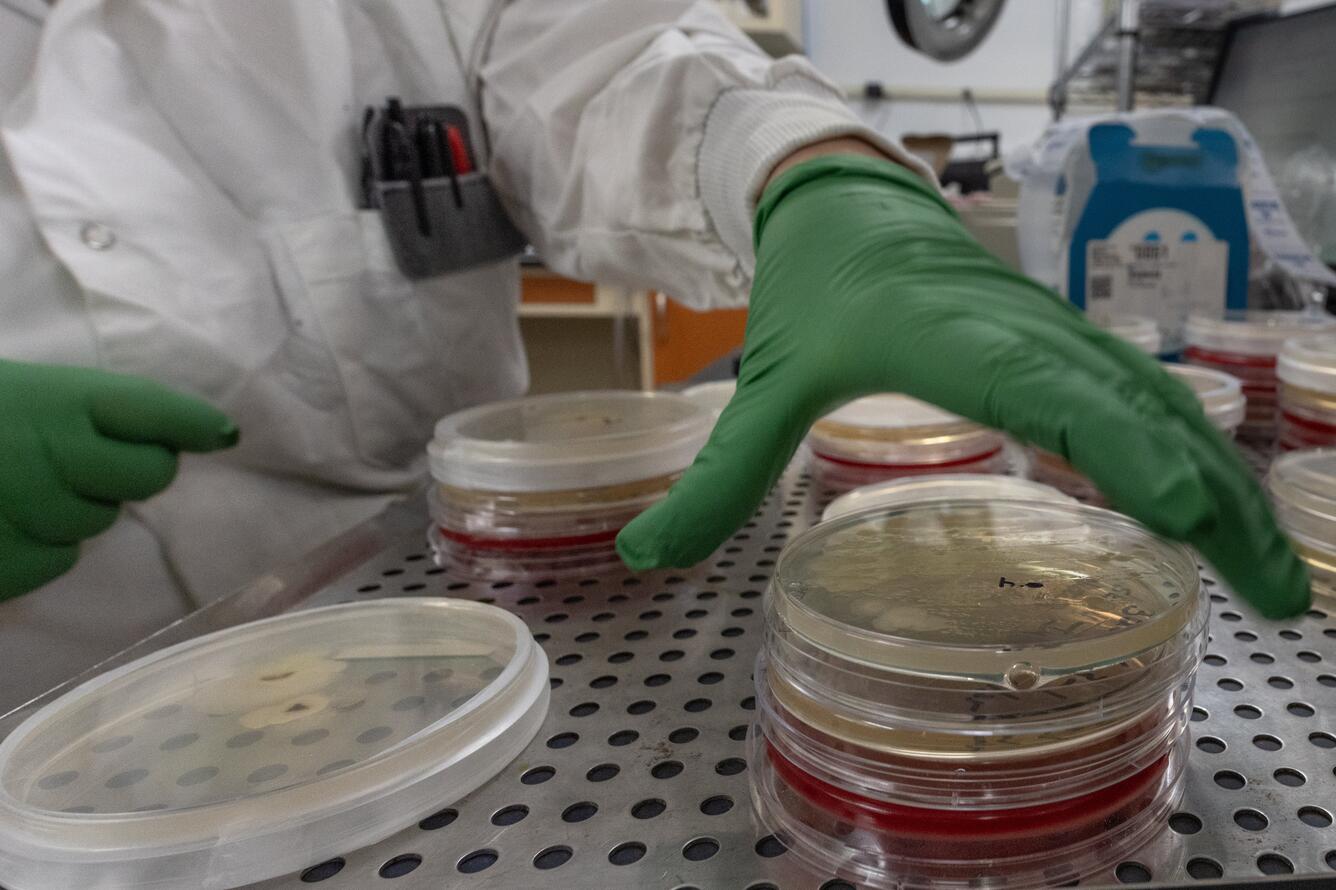 A scientist's hand reaches for a microbiological plate on a stack. Each has microorganisms taken from salamander skin.